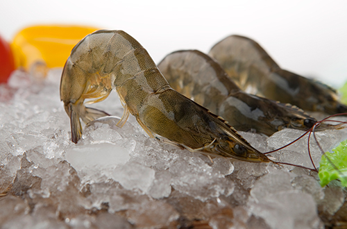 Head-on-shell-on-shrimp.jpg